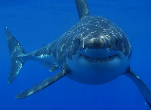 صور - سمك القرش اشرس الحيوانات البحرية بالصور