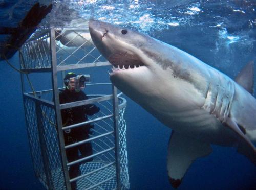 صور - سمك القرش اشرس الحيوانات البحرية بالصور والفيديو