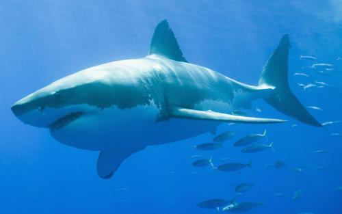 صور - سمك القرش اشرس الحيوانات البحرية بالصور