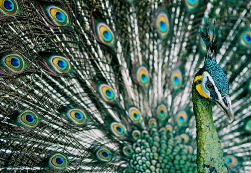 صور - معلومات عن الطاووس اجمل الطيور فى العالم بالصور