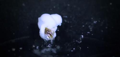 صور - غرائب التكنولوجيا - فيديو بالتصوير البطئ لتحول حبة ذرة الى فشار