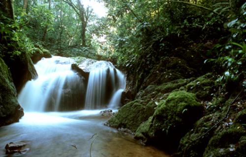 صور - معلومات عن غابات الامازون بالصور