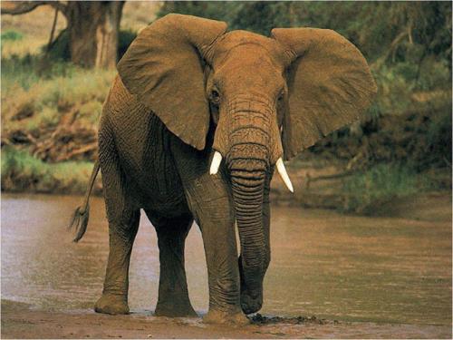 صور - معلومات عن الفيل بالصور والفيديو