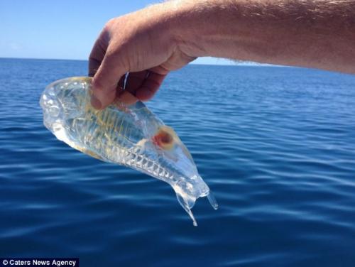 صور - اغرب المخلوقات : اكتشاف سمكة شفافة ليس لها مثيل فى العالم