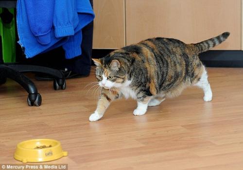 صور - القطط ايضا تقوم بعمل رجيم قاسي لانقاص وزنها
