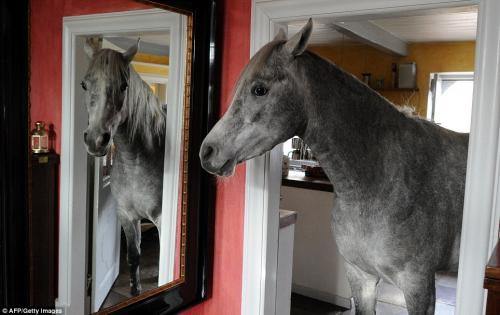 صور - طرائف الحيوانات - حصان عربي صغير يعيش مع مالكته داخل المنزل