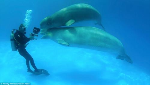 صور - صورة مدهشة لحيتان صغيرة تمرح مع غواص تحت الماء