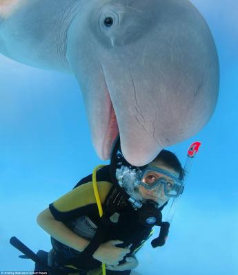 صور - صورة مدهشة لحيتان صغيرة تمرح مع غواص تحت الماء
