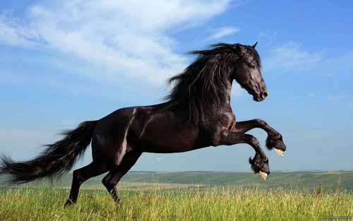 صور - اجمل صور خيول رائعة