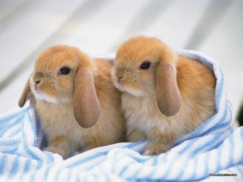 اجمل صور ارانب صغيرة وجميلة