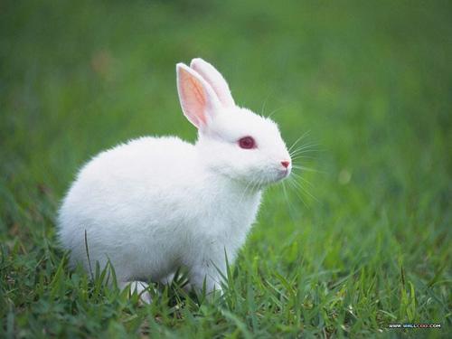 اجمل صور ارانب صغيرة وجميلة