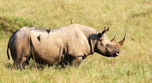 صور - معلومات عن وحيد القرن الاسود بالصور