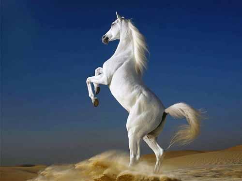 اجمل صور خيول عربية  اصيلة