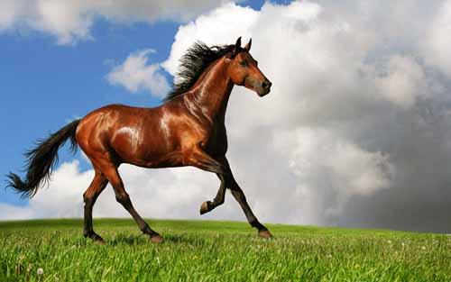 اجمل صور خيول عربية  اصيلة