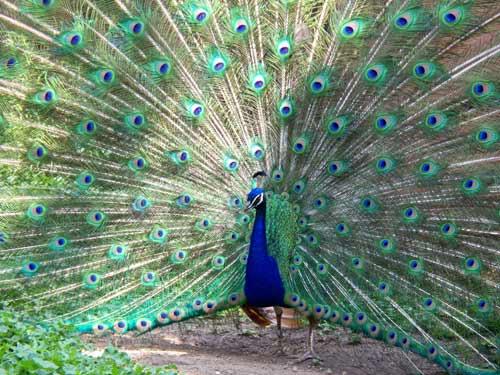 صور - اجمل صور طاووس صاحب الريش المبهر