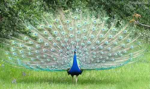 اجمل صور طاووس صاحب الريش المبهر