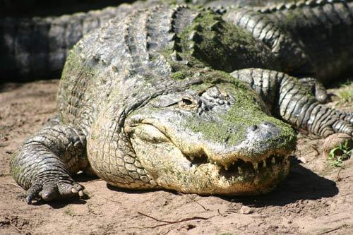 صور - معلومات عن التمساح الامريكي بالصور