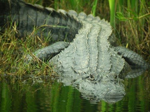 صور - معلومات عن التمساح الامريكي بالصور