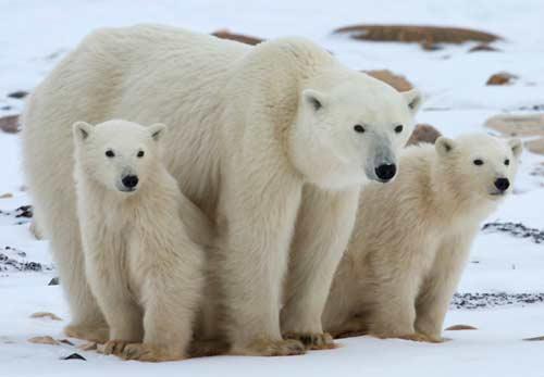معلومات عن الدب القطبي الابيض بالصور