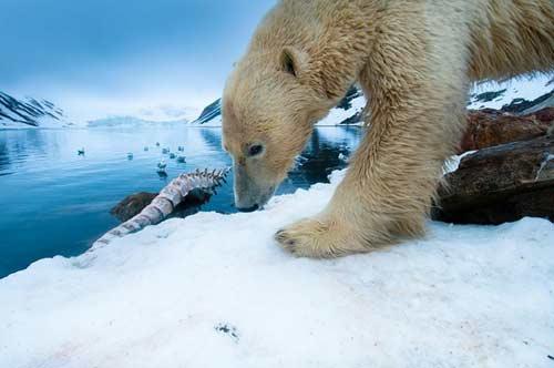 معلومات عن الدب القطبي الابيض بالصور
