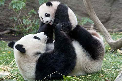 الباندا العملاقة من الحيوانات المهددة بالإنقراض