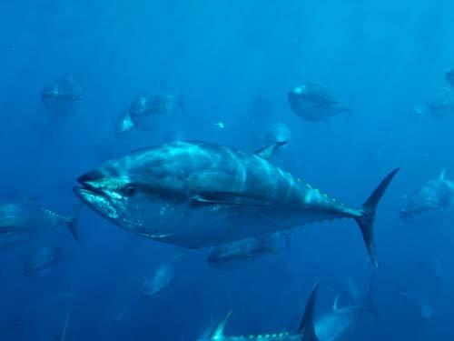 التونة ذات الزعانف الزرقاء من الحيوانات المهددة بالإنقراض
