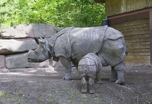 وحيد القرن السوندا من الحيوانات المهددة بالإنقراض