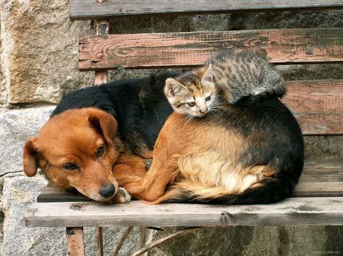صور - صور طريفة لقطط مسترخية فوق  ظهور الكلاب