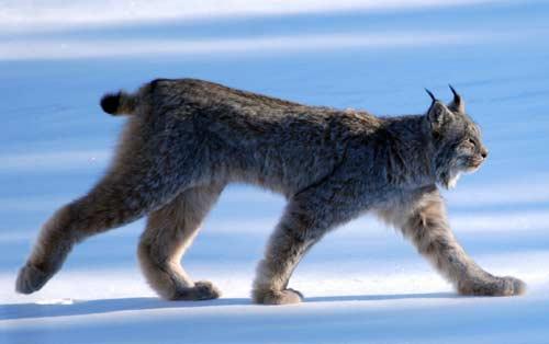 صور - معلومات عن حيوان الوشق الكندي بالصور