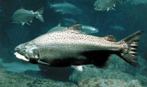 صور - معلومات عن سمك السلمون وفوائده الصحية لجسم الانسان