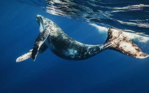 معلومات عن الحوت الازرق اكبر حيوان في العالم