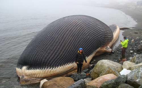 معلومات عن الحوت الازرق اكبر حيوان في العالم ماجيك بوكس