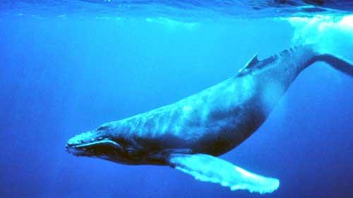 معلومات عن الحوت الازرق اكبر حيوان في العالم