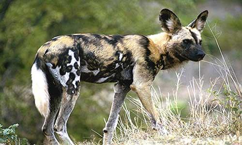 صور - معلومات عن الكلاب البرية الافريقية بالصور