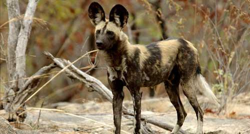 صور - معلومات عن الكلاب البرية الافريقية بالصور