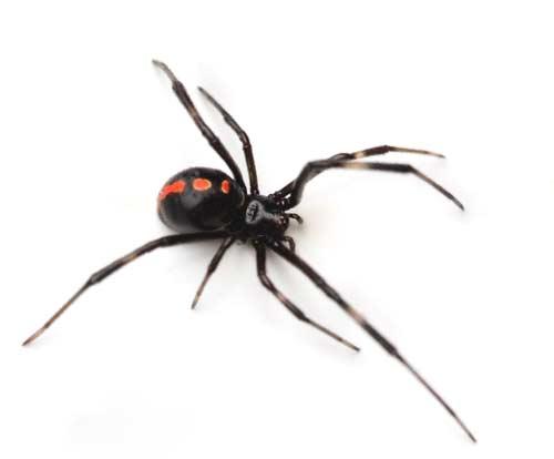 صور - معلومات عن عنكبوت الارملة السوداء بالصور