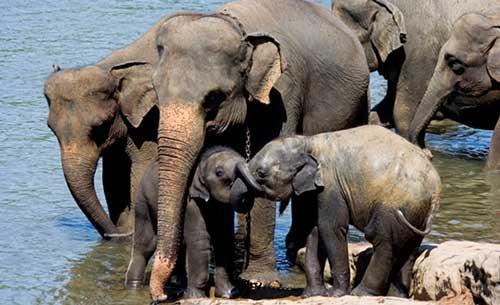 صور - معلومات عن الفيل الهندي الاسيوي بالصور