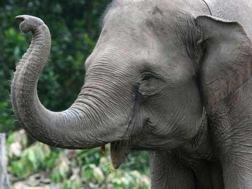 صور - معلومات عن الفيل الهندي الاسيوي بالصور