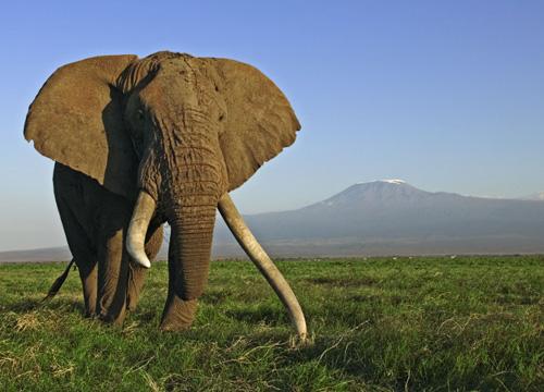 صور - معلومات عن الفيل الافريقي بالصور