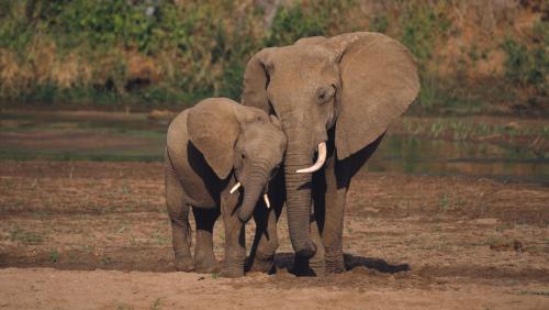 صور - معلومات عن الفيل الافريقي بالصور