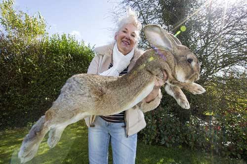 صور - داريوس - اكبر ارنب في العالم ولكن لفترة قصيرة !!