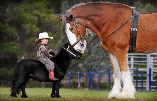 صور - اجمل صور خيول صغيرة في منتهى الروعة
