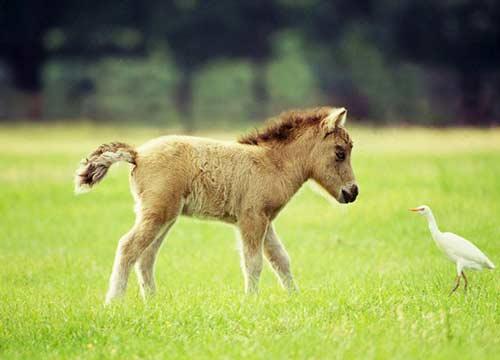 صور - اجمل صور خيول صغيرة في منتهى الروعة