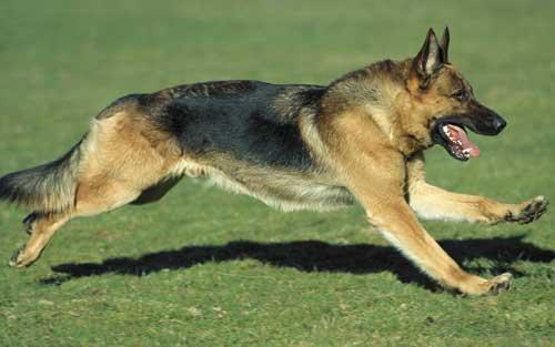 صور - معلومات عن كلب الراعي الالماني بالصور