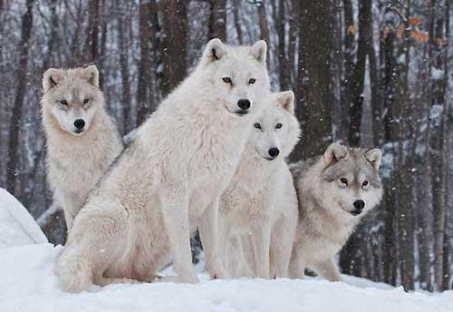 صور - معلومات عن ذئب القطب الشمالي بالصور