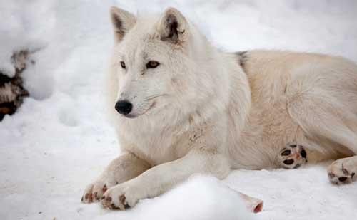صور - معلومات عن ذئب القطب الشمالي بالصور