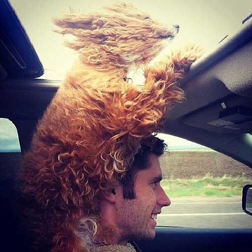 صور - صور كلاب مضحكة داخل السيارة