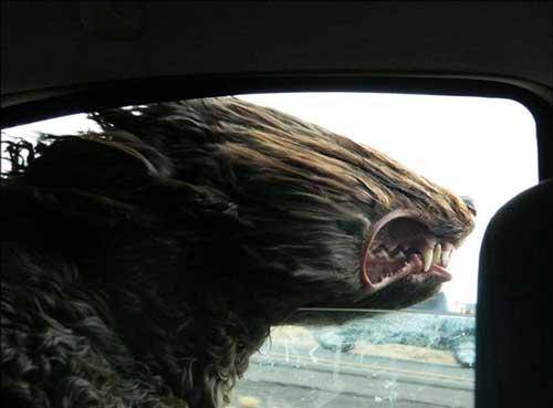 صور - صور كلاب مضحكة داخل السيارة