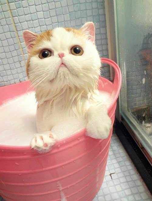 صور - صور حيوانات مضحكة اثناء الاستحمام