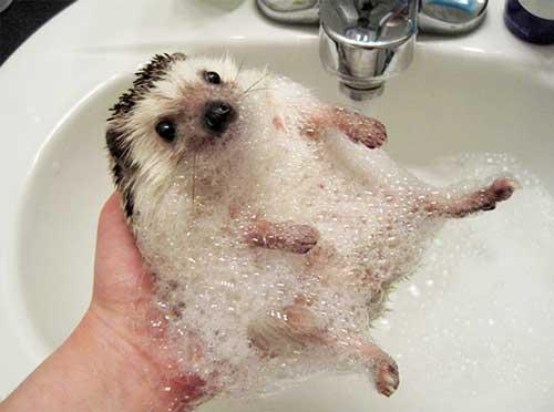 صور - صور حيوانات مضحكة اثناء الاستحمام